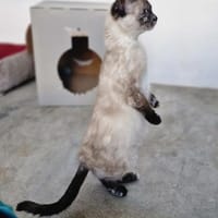 Schönes, schüchternes Katzenmädchen Chip, Katze zur Adoption