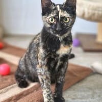 Freundliches Katzenmädchen Poppy, Katze zur Adoption