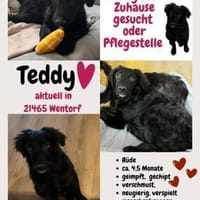 ❣Teddy sucht sein Körbchen für immer ❣, Hund zur Adoption
