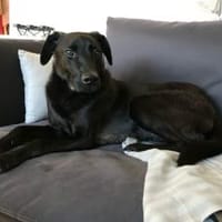 Der süße Limba möchte dich kennen lernen, Hund zur Adoption