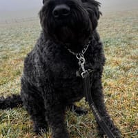 Anton - der knuddelige Rüde, Hund zur Adoption