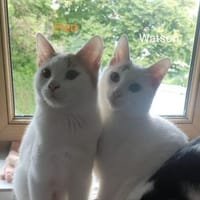 Katzenpaar Watson & Fred, Kater zur Adoption