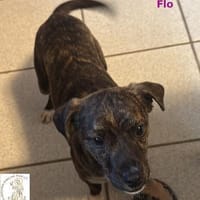 Flo  das bildhübsche Hundemädchen, Hündin zur Adoption