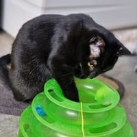 Schöne, schüchterne Katze Cosma, Katze zur Adoption