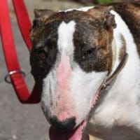 Emma, Hündin zur Adoption