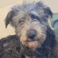 Wo findet YLVI ihr Glück?, Hündin zur Adoption