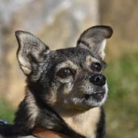 CARLA, Hündin zur Adoption