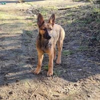 Zauberhafte Klea sucht ihre Familie, Hündin zur Adoption