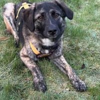 Die hübsche Ewa sucht ihr Zuhause!, Hündin zur Adoption