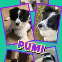 Welpenmädchen Pumi auf PS 80686, Hündin zur Adoption