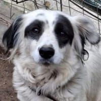 Marabou, geb. ca 12/2023, 21244 Buchholz, Hündin zur Adoption