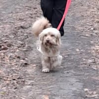 Bimbo - sanfter kleiner Mischling, Hund zur Adoption