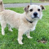 Leano wartet schon auf dich!, Hund zur Adoption