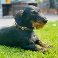 Paula -nur Paten gewünscht, Hündin zur Adoption