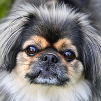 Maik - braucht Sicherheit, Hund zur Adoption