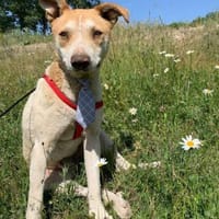 Arko - unser Sonnenschein sucht dich!, Hund zur Adoption