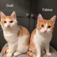 Katzenpaar Dudi & Fabius, Kater zur Adoption