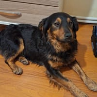 Monty sucht liebevolles Zuhause, Hund zur Adoption