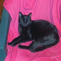 Larry 3/25 sucht neuen kratzbaum 29345, Kater zur Adoption