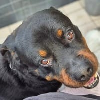 Pee-J - sucht ein liebevolles Zuhause, Hund zur Adoption