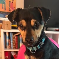 Phil, geb. ca. 12/2024, 53879 Euskirchen, Hund zur Adoption