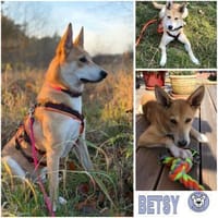 BETSY -sucht hundeerfahrene Menschen-, Hündin zur Adoption