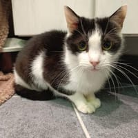 Zuhause gesucht für Shreder, Kater zur Adoption