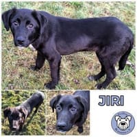 JIRI -Gute-Laune-Familien-Junghund, Hund zur Adoption