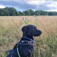 DJANGO - plötzlich brauche ich Hilfe, Hund zur Adoption