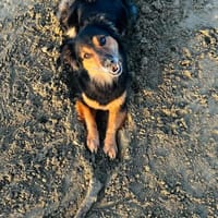 Murphy, Charmeur sucht neue Bleibe, Hund zur Adoption