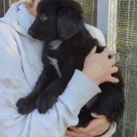 kleine Lissy 🥰, Hündin zur Adoption