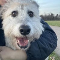 Lisa, Hündin zur Adoption