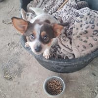 Süßer Yoshi wartet auf Dich, Hund zur Adoption