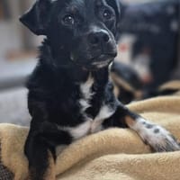 Ciupi sucht ein geborgenes Zuhause, Hund zur Adoption