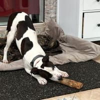 liebe Hündin sucht konsequente Familie, Hündin zur Adoption