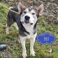 Sylt ein besonderer Husky, Hund zur Adoption
