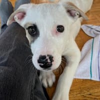 Jolie, Hündin zur Adoption