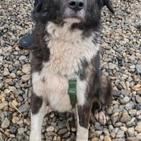 RONJA auf PS in 50... Kerpen, Hündin zur Adoption