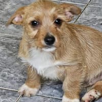 Toulouse, klein, freundlich und offen, Hund zur Adoption