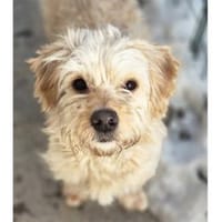 Watson2 - wartet in 96160 Geiselwind, Hund zur Adoption