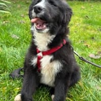 Kleine,liebe Rosalie braucht ihr zu Haus, Hündin zur Adoption