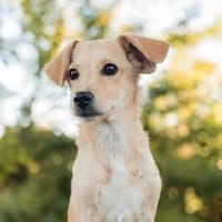 Zuma, Hund zur Adoption