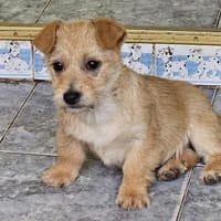 Kleine verspielte Lola sucht Familie, Hündin zur Adoption