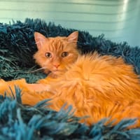 Myrtille, chatte à adopter