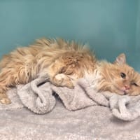 Myrtille, chatte à adopter