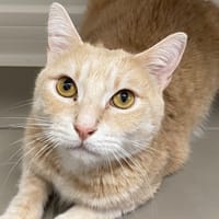 NAELLE (en cours d'adoption), chat à adopter