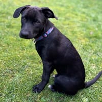 ALLY, chienne à adopter