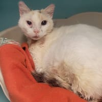 Seiki, chatte à adopter