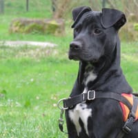 TIM, chien à adopter