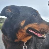 FOXY, chienne à adopter